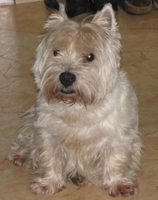 Bild zu Frage....zu Hundesteuer, Chip und Vers. usw - Haustiere