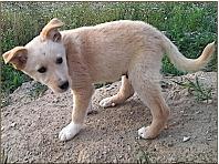 Bild zu Wer kennt sich mit Hundemixen aus? Brauche mal Hilfe! - Haustiere