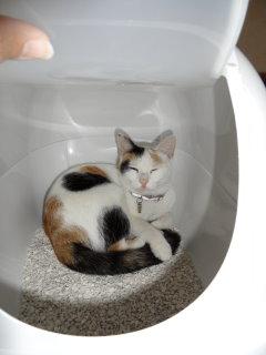 Bild zu .... ich weiß, aber müssen Katzen immer - Haustiere