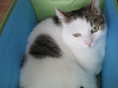Bild zu Die Katze in der Spielzeugkiste - Haustiere