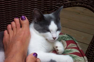 Bild zu Unartiges Katzenkind - Haustiere