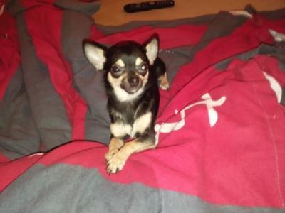 Bild zu ich muss gleich beim ta anrufen, meine arme chihuahuadame hat probleme - Haustiere