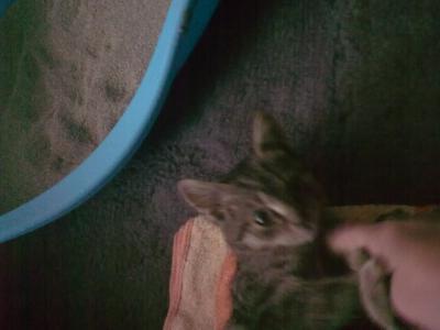 Bild zu schmusewildkatze :o) - Haustiere