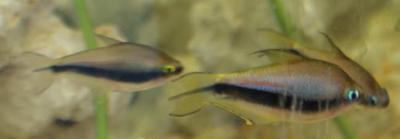 Bild zu nochmal Fische - Haustiere