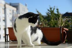 Bild zu Katzenoma zu vermitteln - Haustiere