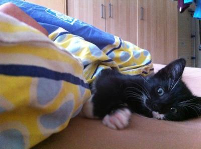 Bild zu meine Katze ist komisch heute *Angst hab* - Haustiere