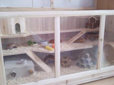 Bild zu welches Haustier? - Haustiere