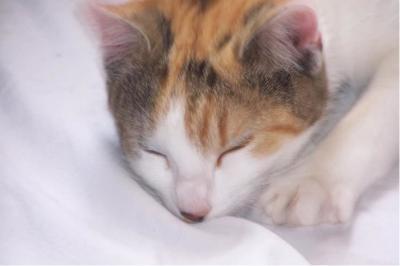 Bild zu Wann Katze kastrieren? - Haustiere