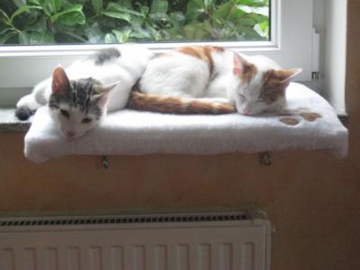 Bild zu Katzen - Freigängerfrage - Katzenhaus oder Zugang zum Keller? - Haustiere