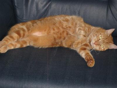 Bild zu Max ist wieder da :-))) - Haustiere