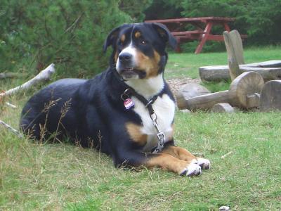 Bild zu Warum DENKEN Menschen nicht VOR dem Hundekauf... - Haustiere
