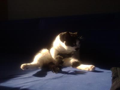 Bild zu Ich glaub mein Kater dreht durch..... - Haustiere