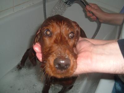 Bild zu Mein kleiner Setter in der Badewanne - Haustiere