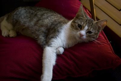 Bild zu Eine Katze weniger - Haustiere