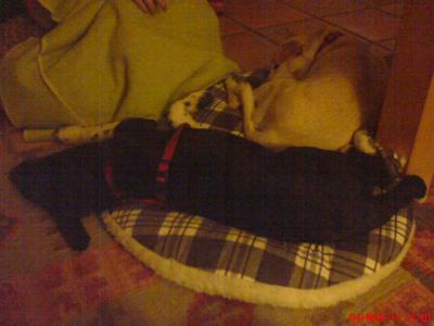 Bild zu Hund-Kind - Haustiere