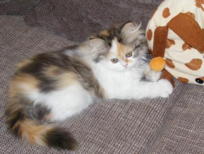 Bild zu Katze und Schlafzimmer - Haustiere