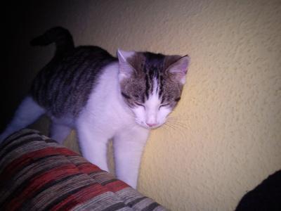 Bild zu Ich habe sie  :-)!!!! - Haustiere