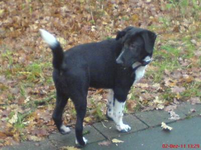 Bild zu Merlin-Foto - Haustiere