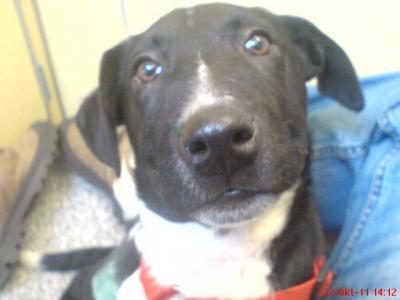 Bild zu Kommt ihr euch in der Hundeschule auch manchmal so doof vor? - Haustiere