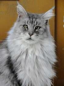 Bild zu welcher Name würde zu diesem Kater passen? - Haustiere