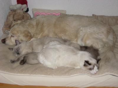Bild zu muss euch zeigen wie Hund und Katzen zusammen schlafen ;) - Haustiere