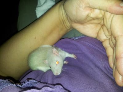 Bild zu ich gabs getan. ratten ........bitte namens Vorschläge - Haustiere