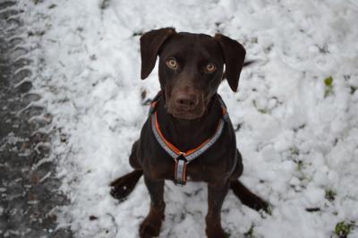 Bild zu Hundeumfrage- Hand aufs Herz - Haustiere