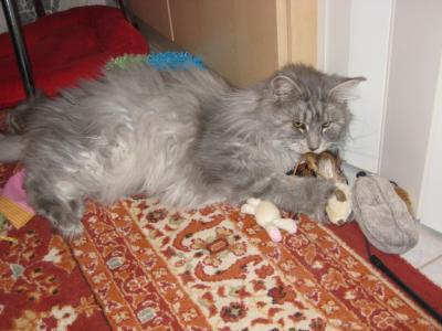Bild zu neuer Kater frisst nun seit 5 Tagen so gut wie gar nichts!! - Haustiere