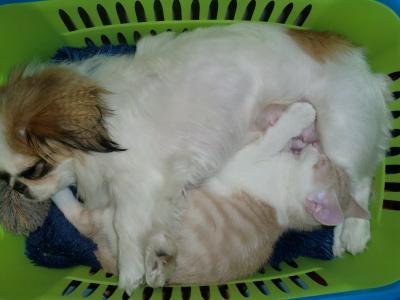 Bild zu ...ich wußte schon warum ich all die Jahre keine Katze wollte - Haustiere
