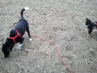 Bild zu Wechsel der Hundeschule - Haustiere