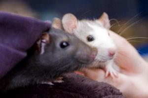 Bild zu Erstens kommt es anders und.... RATTEN - Haustiere