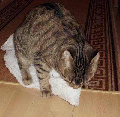 Bild zu Katzenverhalten merkwürdig -wer kennt dieses Phänomen? - Haustiere