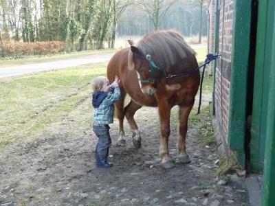 Bild zu Das Pony hat Spaß mit nem Ball - Haustiere