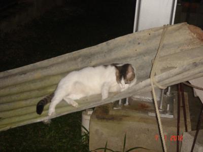 Bild zu update: kahle Stelle mit roten Flecken bei Katze - Haustiere