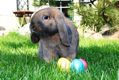 Bild zu Leon wünscht schon mal frohe Ostern ;) - Haustiere