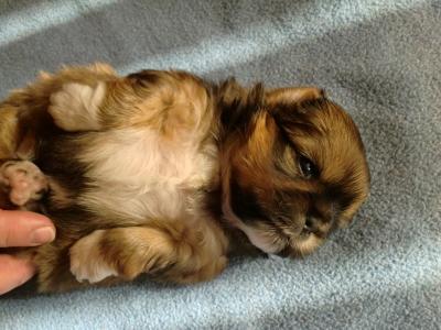 Bild zu meine 3 Wochen alten Babys...und Mama und Papa... - Haustiere