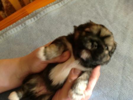Bild zu 