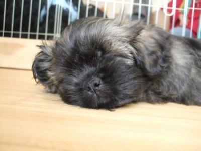 Bild zu Unser Hundebaby (Foto) - Haustiere
