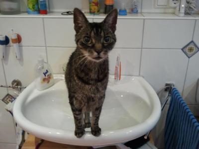 Bild zu Katzenfoto - Haustiere