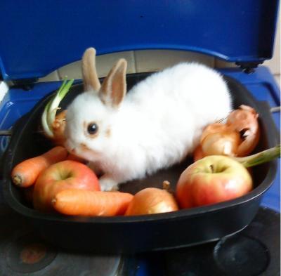 Bild zu Kaninchen frisst wieder (mit foto) - Haustiere