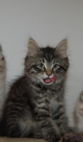 Bild zu Sibirischter Kater Rassekatze sucht ab sofort - Haustiere