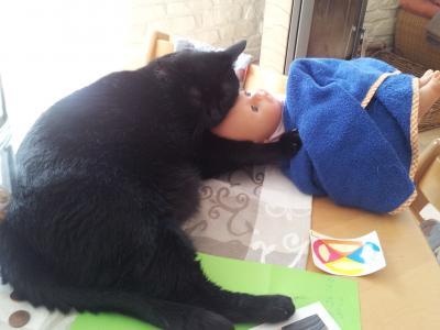 Bild zu Leo kuschelt mit BabyBorn - Haustiere