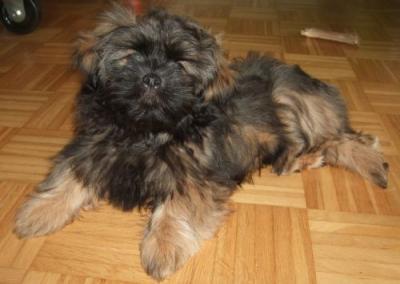 Bild zu Puppy Marlo (*11.02.12) wurde von Frauchen "bearbeitet" (Fotos) - Haustiere