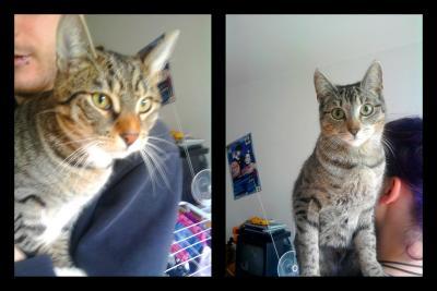 Bild zu Wie gebe ich seriös meine Katzen ab? - Haustiere