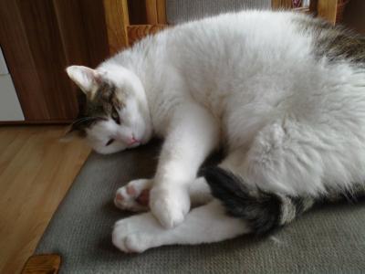 Bild zu Katerupdate und bitte Daumen drücken - Haustiere
