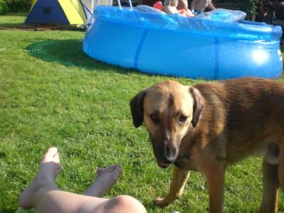 Bild zu 2ter Hund zieht evtl bald ein...worauf achten? Hilfe!!! - Haustiere