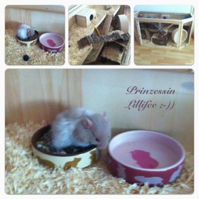 Bild zu Unser Hamster ist eingezogen - Haustiere