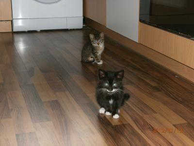 Bild zu Familien-Zuwachs... Tipps? (Babykatzen) - Haustiere