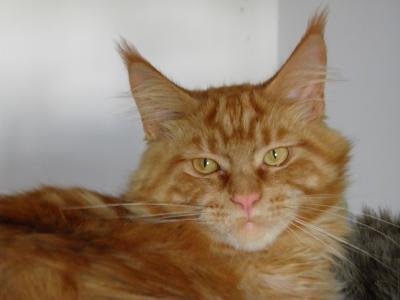 Bild zu und dieser Kater macht unsere Gruppe komplett :)) - Haustiere