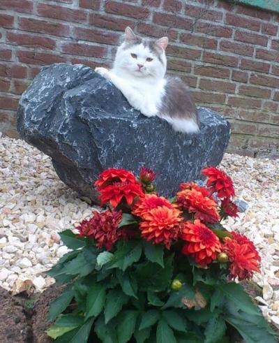 Bild zu Hat hier jemand noch eine norwegische Waldkatze? - Haustiere